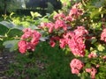 Branch of flowering hawthorn, cultivated double-flowered variety. Spring Flowers of the Double Pink Hawthorn in a Woodland Garden Royalty Free Stock Photo