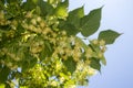 A branch of a flowering lime tree against the sky Royalty Free Stock Photo