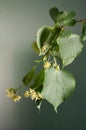 A branch of a flowering lime tree on dark fone Royalty Free Stock Photo