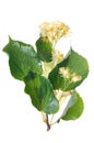 Branch of flowering linden with flowers and leaf isolated on white background. Closeup studio photography. Royalty Free Stock Photo