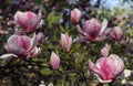 Branch of flowering magnolia tree with big bright pink and white flowers illuminated by sunlight Royalty Free Stock Photo