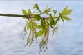 Branch of flowering maple with young leaves and flowers Royalty Free Stock Photo