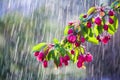 Branch of a flowering ornamental apple tree on a background of water drops tracks