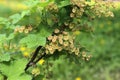 Branch of flowering panicles of red currant bush Royalty Free Stock Photo