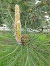 a branch of a flowering pine tree with small green cones close-up Royalty Free Stock Photo