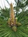 a branch of a flowering pine tree with small green cones close-up Royalty Free Stock Photo