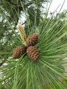 a branch of a flowering pine tree with small green cones close-up Royalty Free Stock Photo