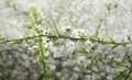 Branch Flowering plum tree in spring