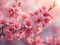 a branch of flowering sakura