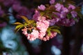 Branch of flowering sakura tree on dark background