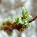 Flowering sea buckthorn (Hippophae rhamnoides)