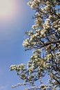 Branch of a flowering tree is an apple tree against a blue sky. Spring background Royalty Free Stock Photo