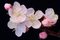 A branch of a flowering tree with drops of dew or rain. Pink apricot or cherry on a black isolated background, macro Royalty Free Stock Photo