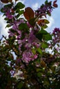 Branch of flowering tree with gently pink flowers and green leaves against blue sky Royalty Free Stock Photo