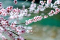 A branch of a flowering tree with white flowers.