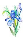 The branch flowering violet Iris. Watercolor hand drawn painting illustration, isolated on white background Royalty Free Stock Photo