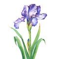 The branch flowering violet Iris. Royalty Free Stock Photo