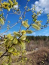 A branch of a flowering willow in spring against the blue sky in the forest. Royalty Free Stock Photo