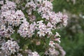 Linnaea amabilis shrub with colorful flowers