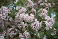 Linnaea amabilis shrub with colorful flowers