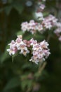 Linnaea amabilis shrub with colorful flowers