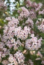 Linnaea amabilis shrub with colorful flowers