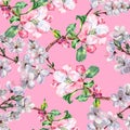 Branch Flowers Apple and Cherry. Handiwork Watercolor Seamless Pattern on a Pink Background. Royalty Free Stock Photo