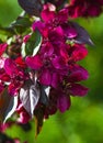 Branch with flowers apple tree decorative close-up