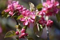 Branch with flowers of an apple-tree of Nedzvetsky Malus niedzwetzkyana D