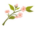 Branch with flowers. Apricot flowers. Spring flowering. Buds and green leaves.Vector cartoon illustration isolated on white Royalty Free Stock Photo