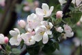 A branch with flowers of a blooming apple tree, shot close-up Royalty Free Stock Photo