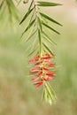 Branch with flowers