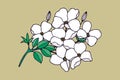 Branch with flowers. Dogwood. Vector stock illustration eps10.