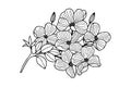 Branch with flowers. Dogwood. Vector stock illustration eps10. Isolate on white background, outline, hand drawing.