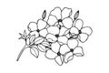 Branch with flowers. Dogwood. Vector stock illustration eps10. Isolate on white background, outline, hand drawing.