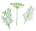 Branch and flowers of herbs, fennel and dill