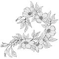 1503 branch, branch with flowers and leaves in monochrome colors, isolate on a white background Royalty Free Stock Photo