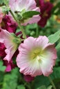 Branch flowers of mallow on nature green background for decoration.