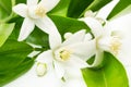 A branch with flowers of an orange tree on a white background Royalty Free Stock Photo