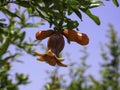 Branch with flowers and ovary of fruit of a pomegranate tree close-up against a background of green foliage and blue sky Royalty Free Stock Photo