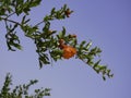 Branch with flowers and ovary of fruit of a pomegranate tree close-up against a background of green foliage and blue sky Royalty Free Stock Photo