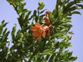 Branch with flowers and ovary of fruit of a pomegranate tree close-up against a background of green foliage and blue sky Royalty Free Stock Photo