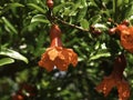 Branch with flowers and ovary of fruit of a pomegranate tree close-up on a background of green foliage Royalty Free Stock Photo