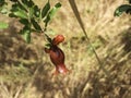 Branch with flowers and ovary of fruit of a pomegranate tree closeup Royalty Free Stock Photo