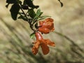 Branch with flowers and ovary of fruit of a pomegranate tree closeup Royalty Free Stock Photo