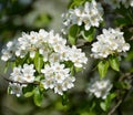 Branch with flowers of a pear ordinary Pyrus communis L., clos up Royalty Free Stock Photo