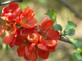 Branch with flowers quince