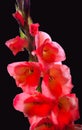 Branch with flowers of red gladiolus, covered with dew