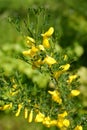 Branch with flowers of Spanish broom genista Spanish (Spartium junceum L.)