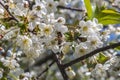 Branch flowers in spring, Spring Snow Crabapple tree blossom close-up in full bloom with visible stamen and a slight pink hue